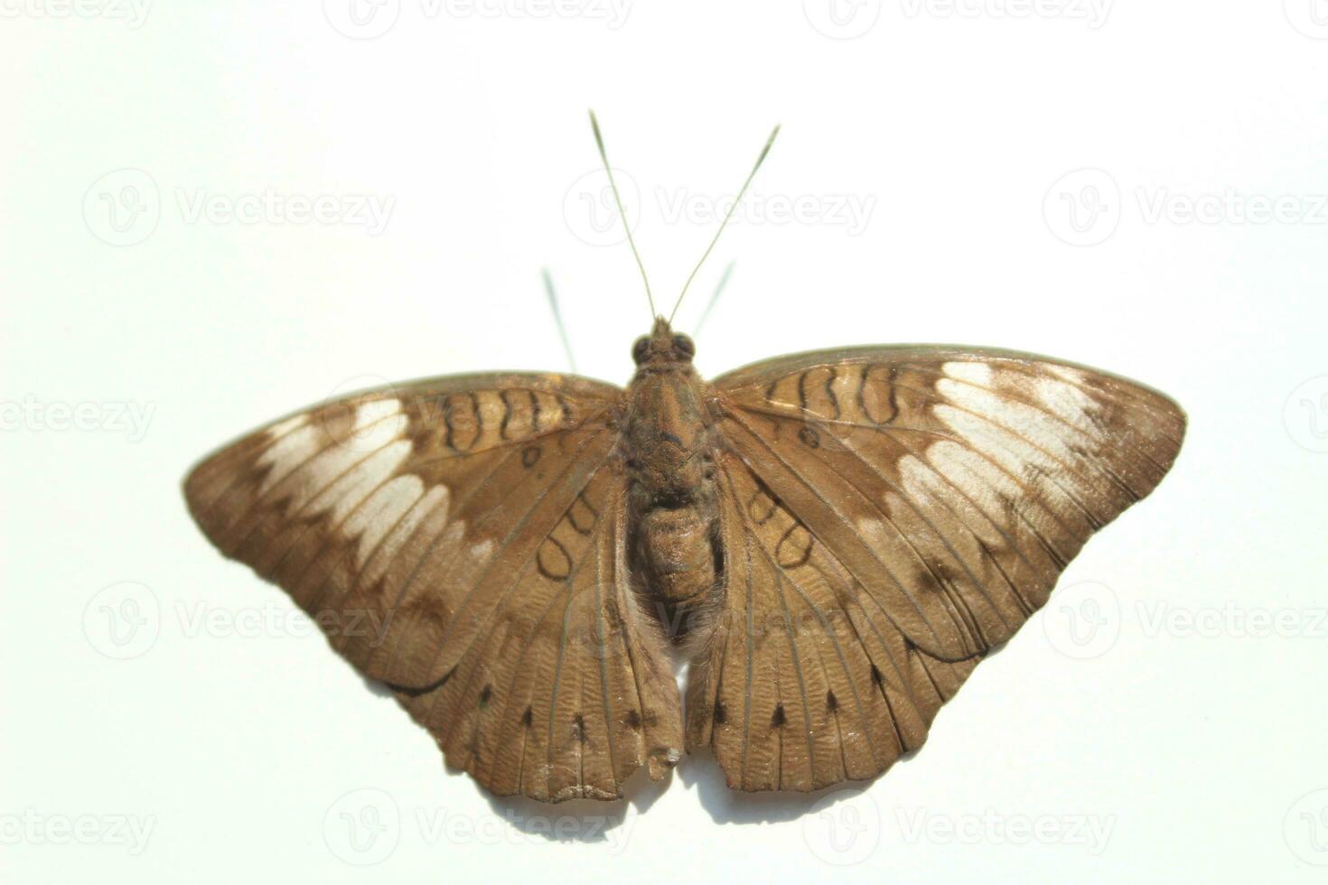 euthalia aconthea of gemeenschappelijk baron vlinder geïsoleerd Aan wit achtergrond foto