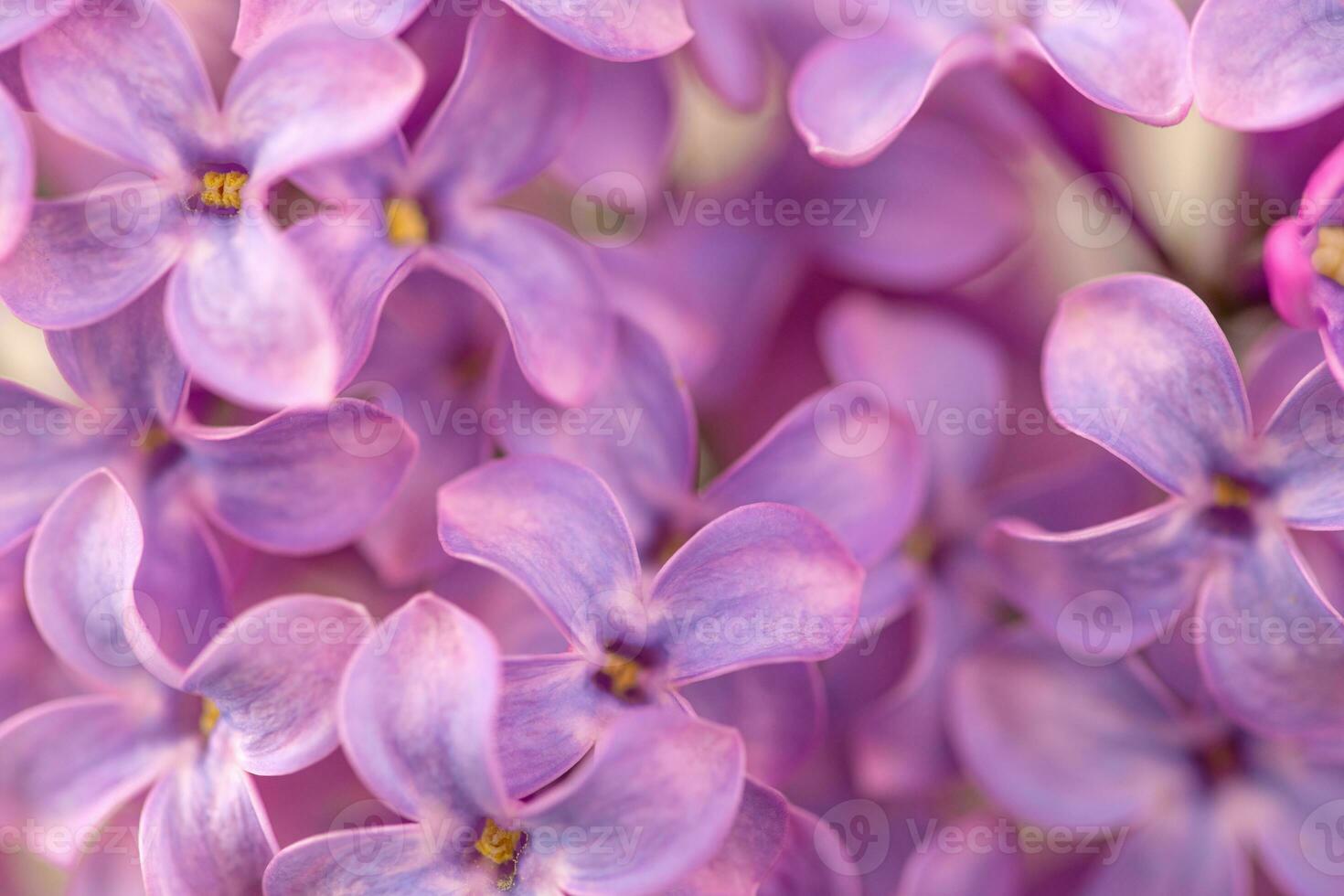 violet lila bloemen dichtbij omhoog foto