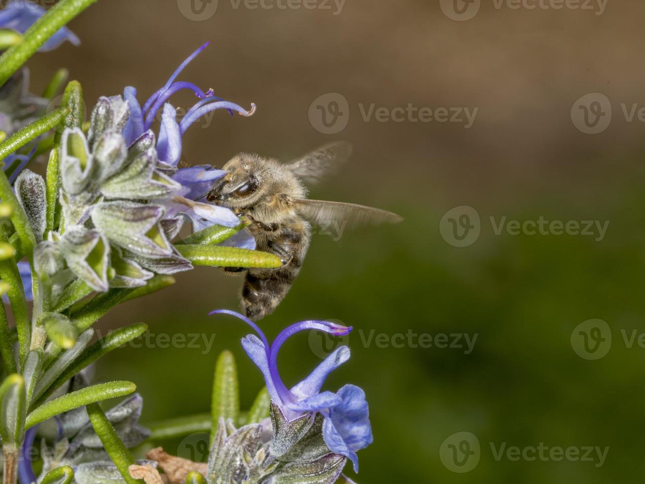 honingbij in de lente vliegt naar een rozemarijnbloesem foto