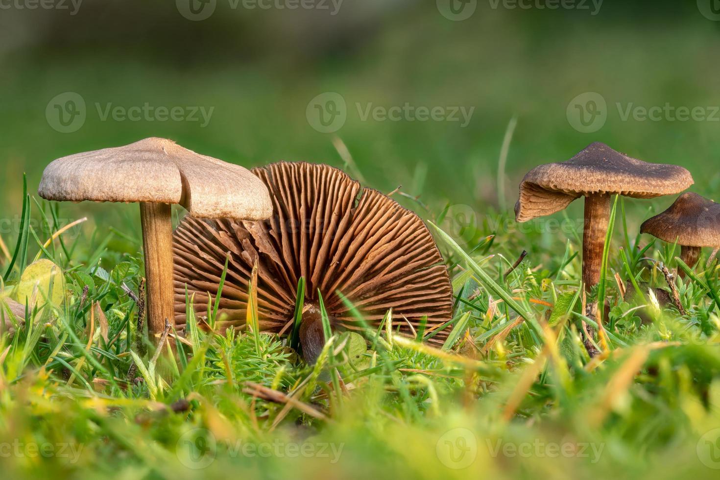 kleine bruine slijmerige lamellaire paddenstoelen op het gazon foto