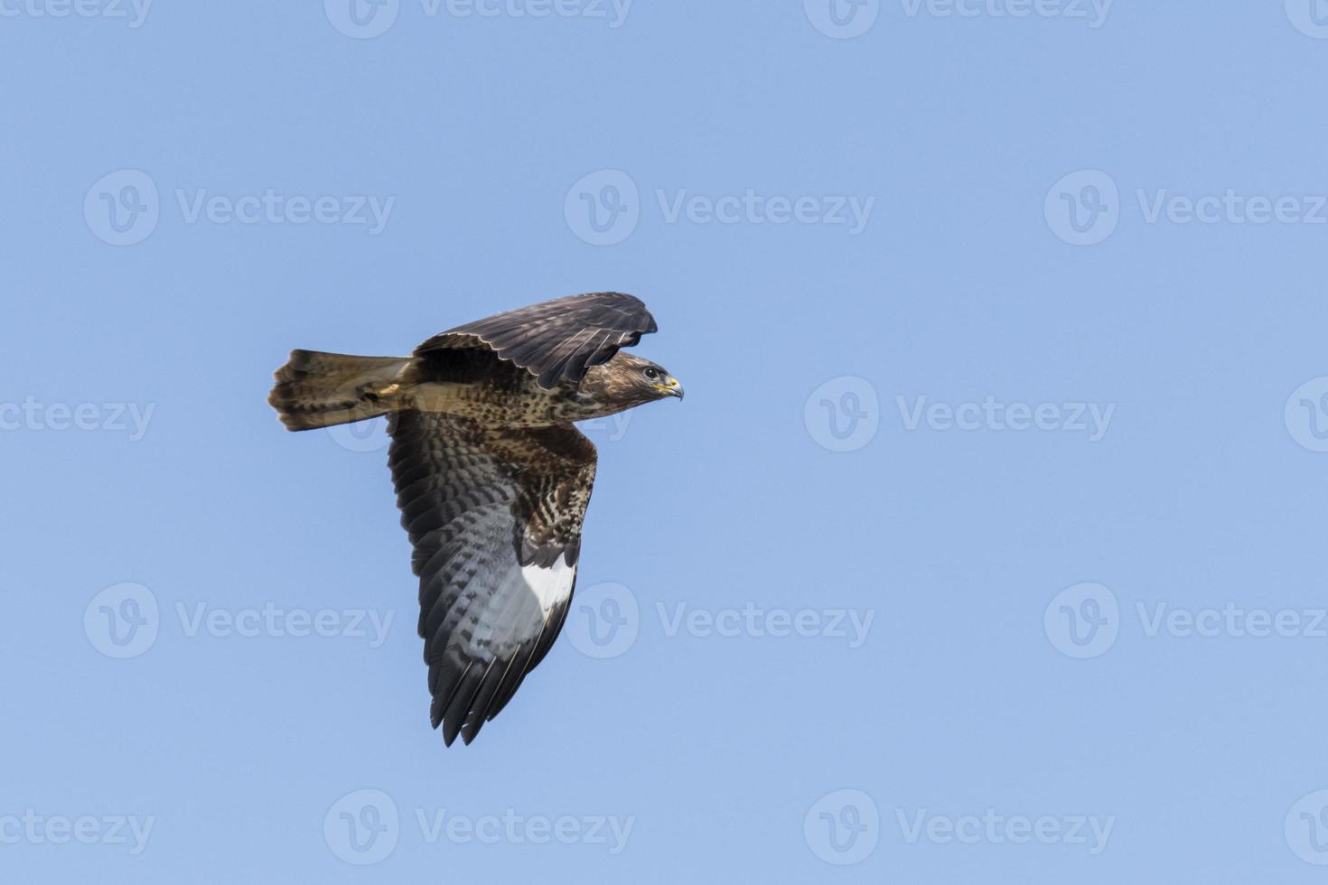 vliegende buizerd met uitgespreide vleugels tegen blauwe hemel foto