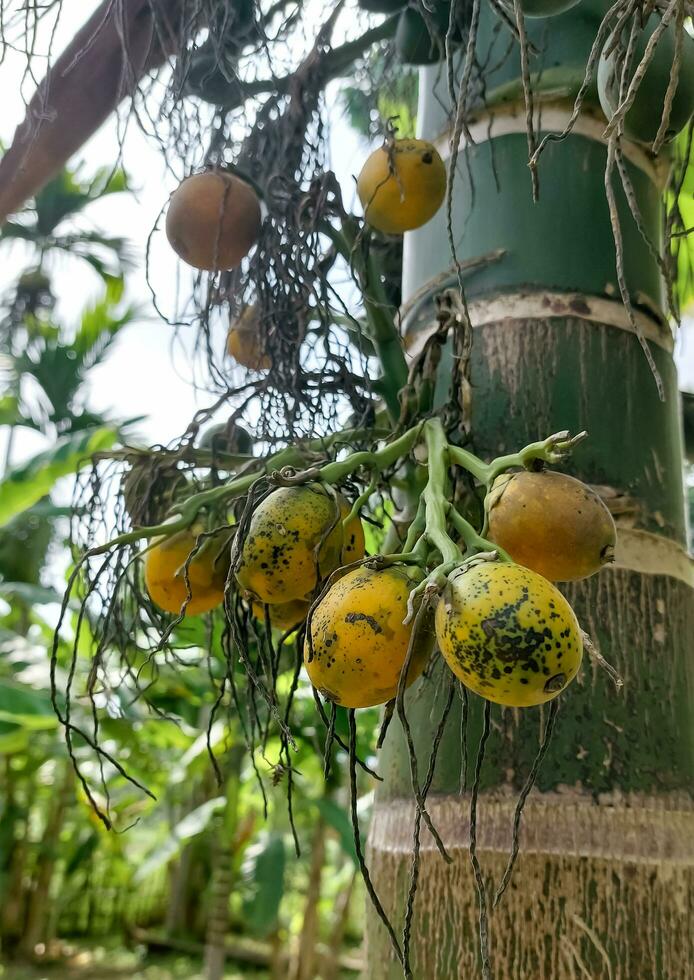 areca catechu areca noot palm, betel noten tonen produceren Aan hoog boom. de rijp fruit, ronde, geel en groente. allemaal bundel in groot geclusterd, hangende omlaag. natuurlijk zonlicht. foto