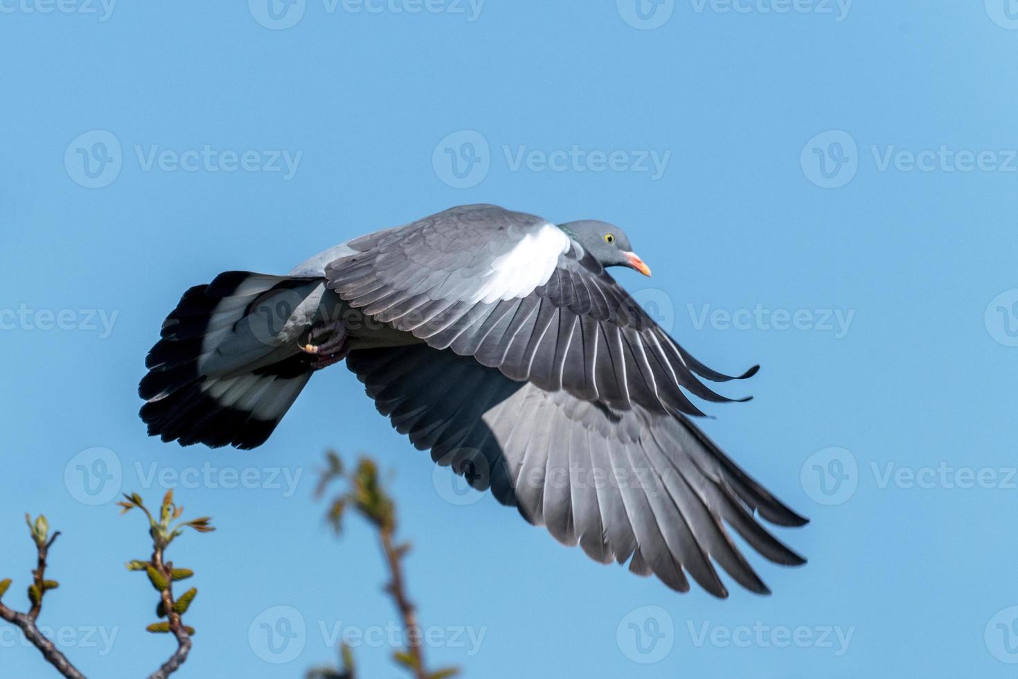 vliegende houtduif met verwarde veren en blauwe lucht foto