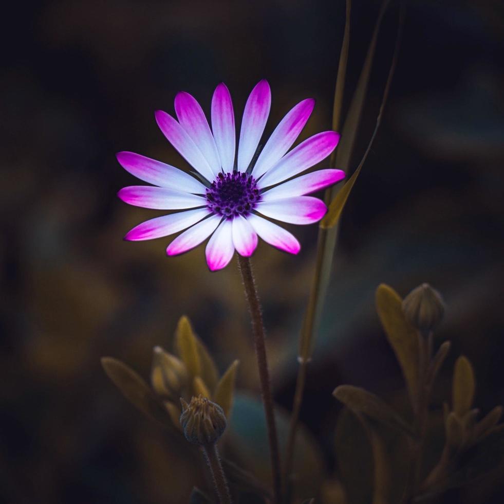 romantische roze bloem in de natuur in de lente foto