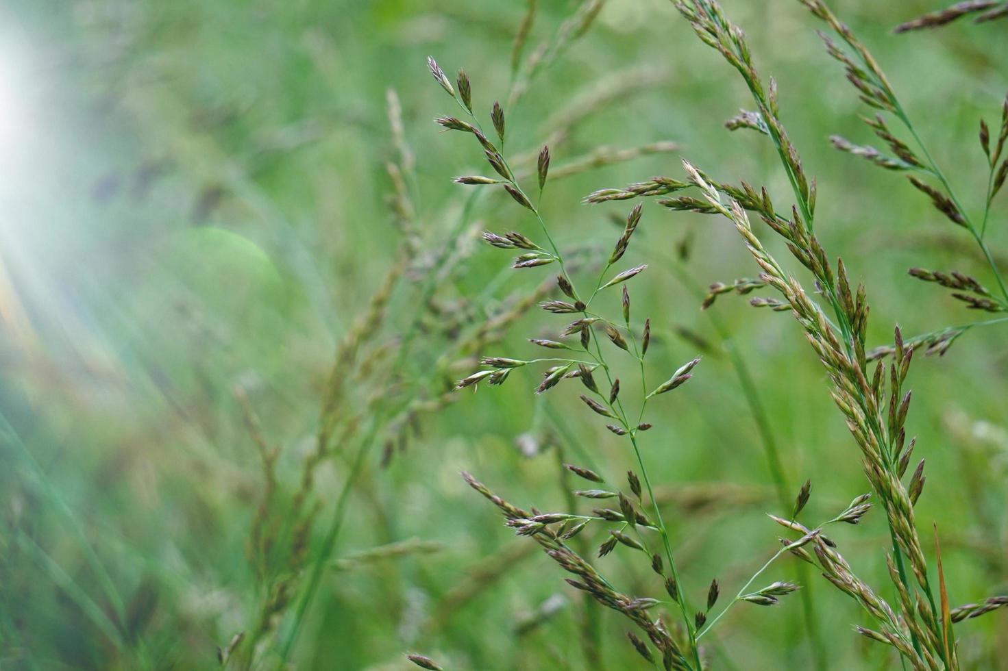 groene planten in de natuur in het voorjaar foto