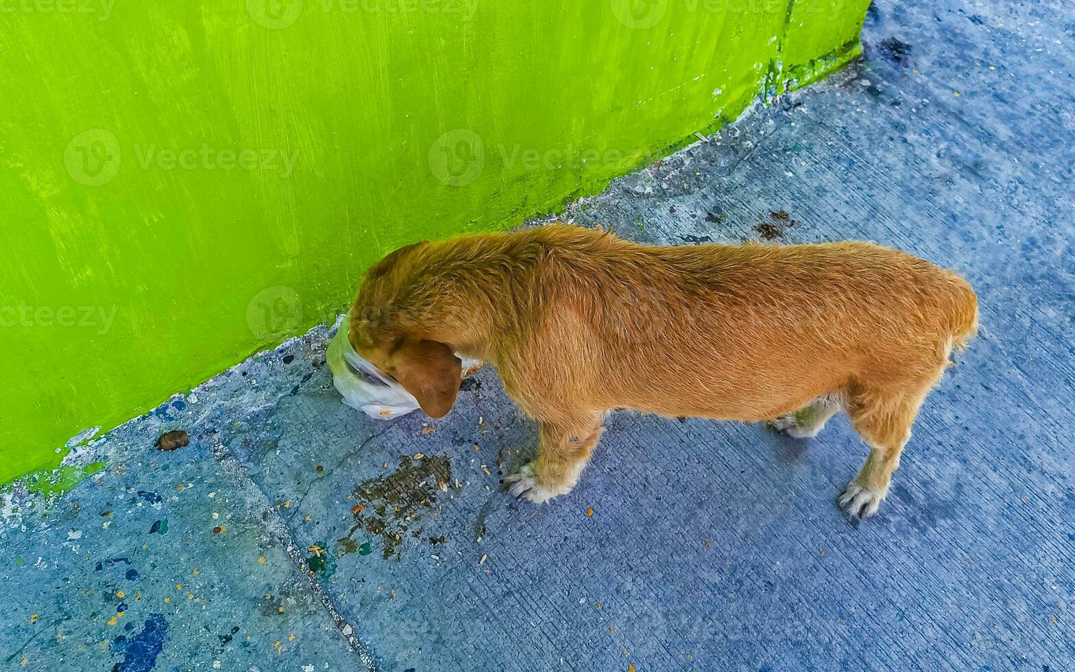 hongerig verdwaald hond eet voedsel kladjes van de straat Mexico. foto