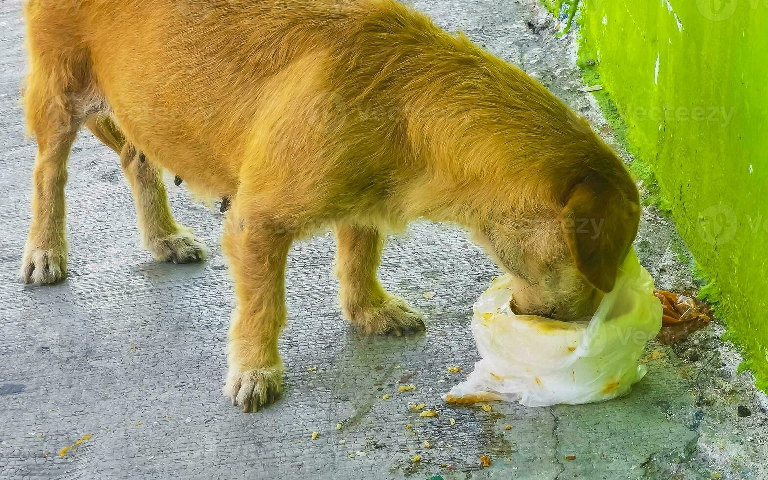 hongerig verdwaald hond eet voedsel kladjes van de straat Mexico. foto