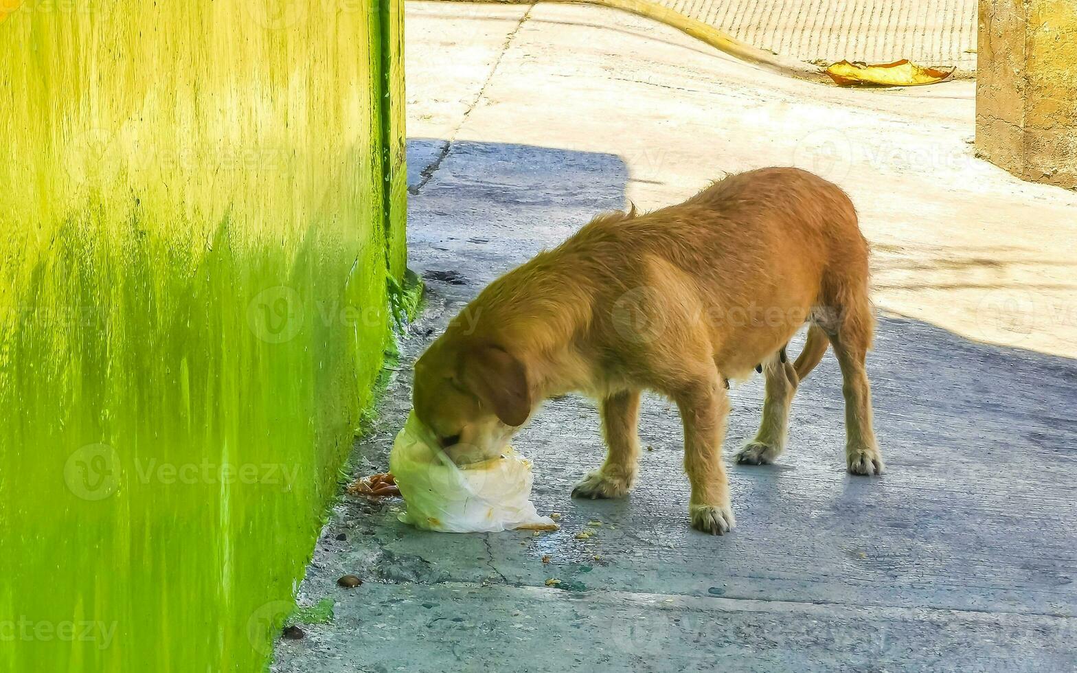 hongerig verdwaald hond eet voedsel kladjes van de straat Mexico. foto