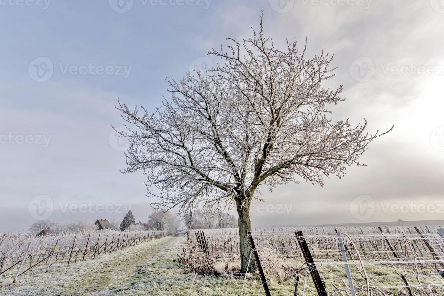 wijnstokken en walnotenboom bij vorst foto