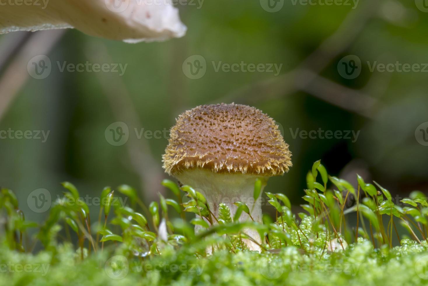 enkele jonge honingzwamzwam groeit in groen mos foto