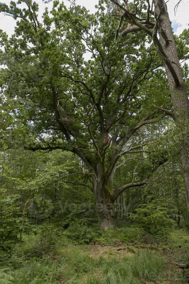 zeer oude eik in een Duits heidegebied boslandschap met varengras en loofbomen foto