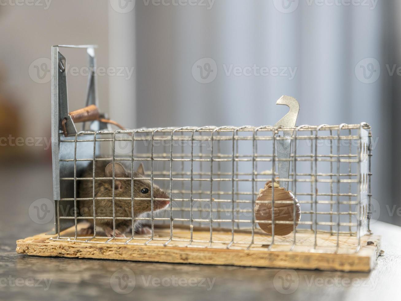 kleine muis zit gevangen in een draadval tegen onscherpe achtergrond foto