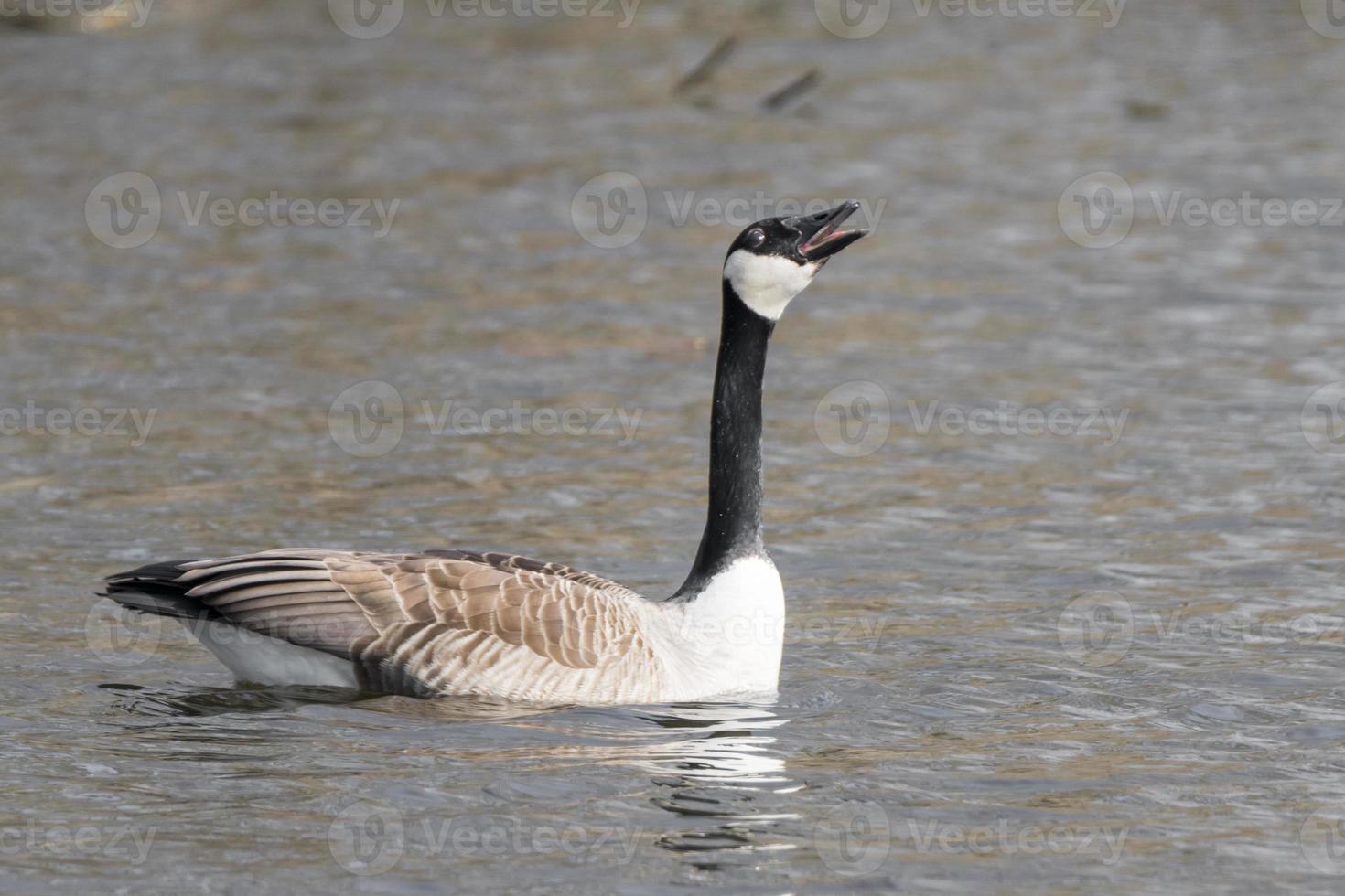 Canadese gans zwemt en schreeuwt op een meer foto