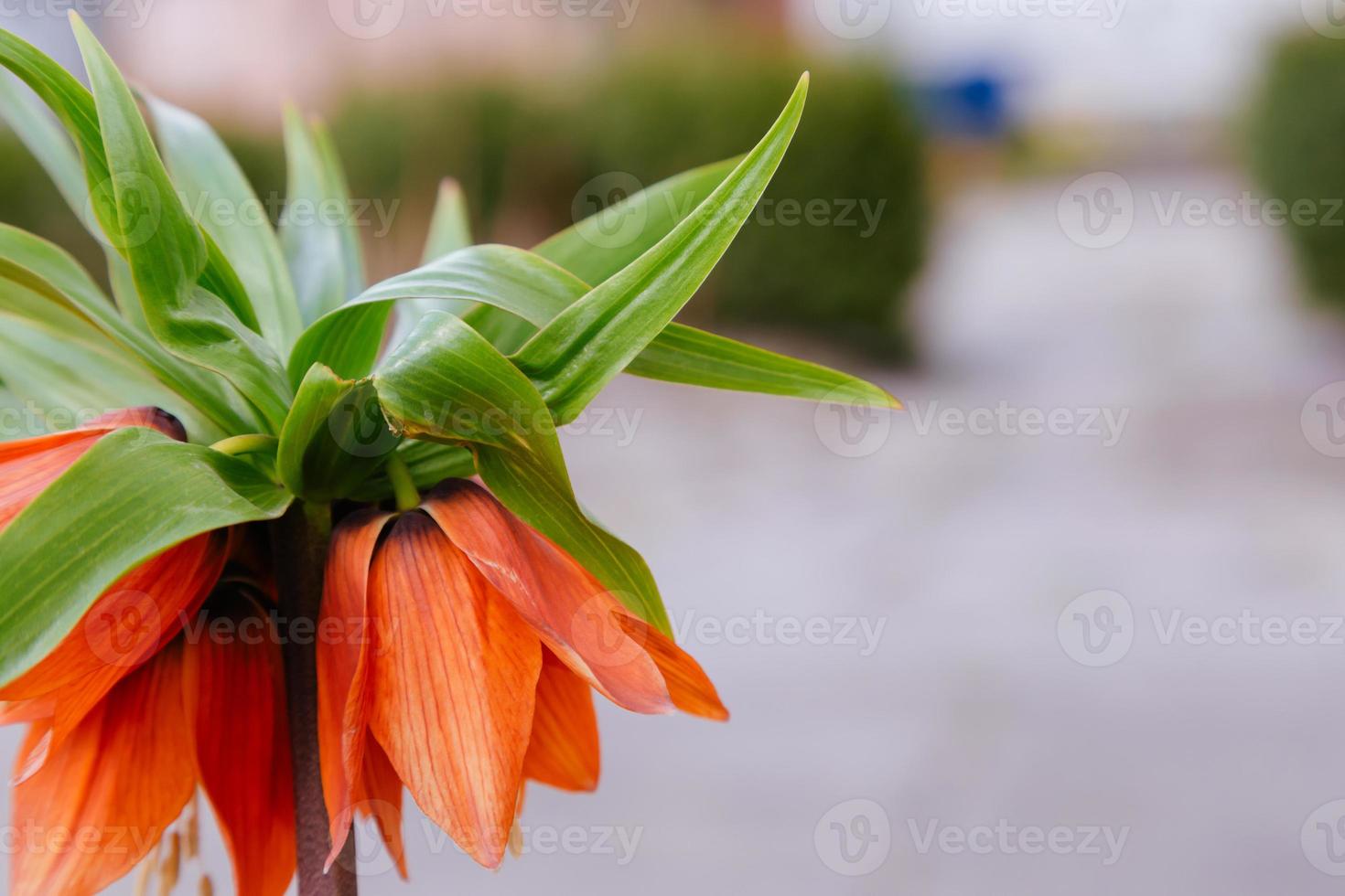 mooie oranje bloem op onscherpe achtergrond foto