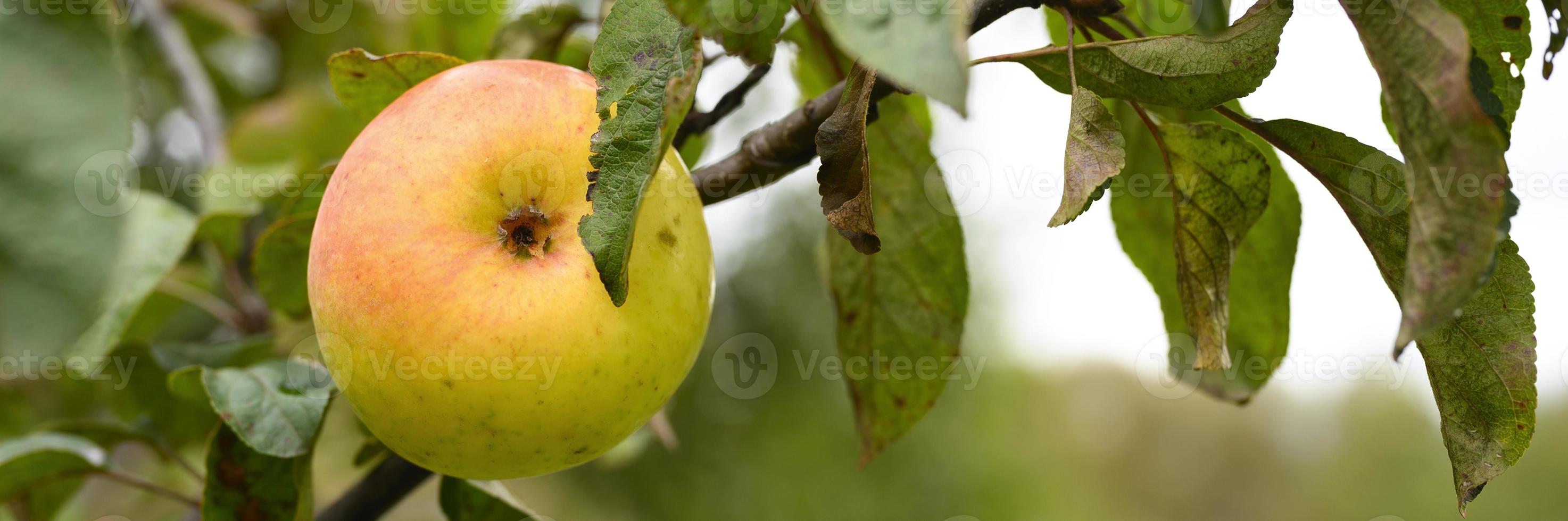 appel fruit boomtak oogsten groei foto