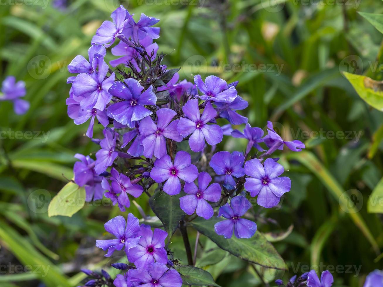 phlox paniculata blauw paradijs bloeiend in een tuin foto