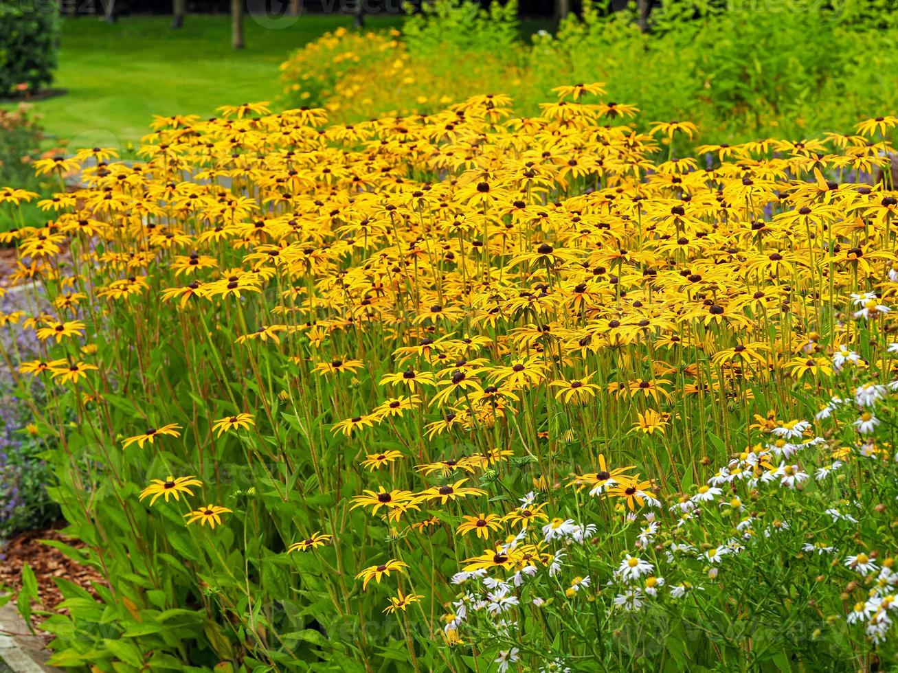 gele Rudbeckia Black Eyed Susan Coneflower-display in een tuin foto