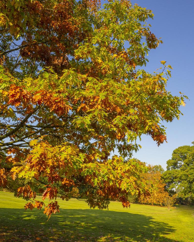 eik met prachtige herfstbladeren in een park foto