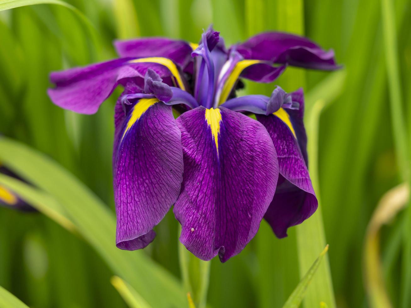 japanse wateriris iris ensata in volle bloei foto