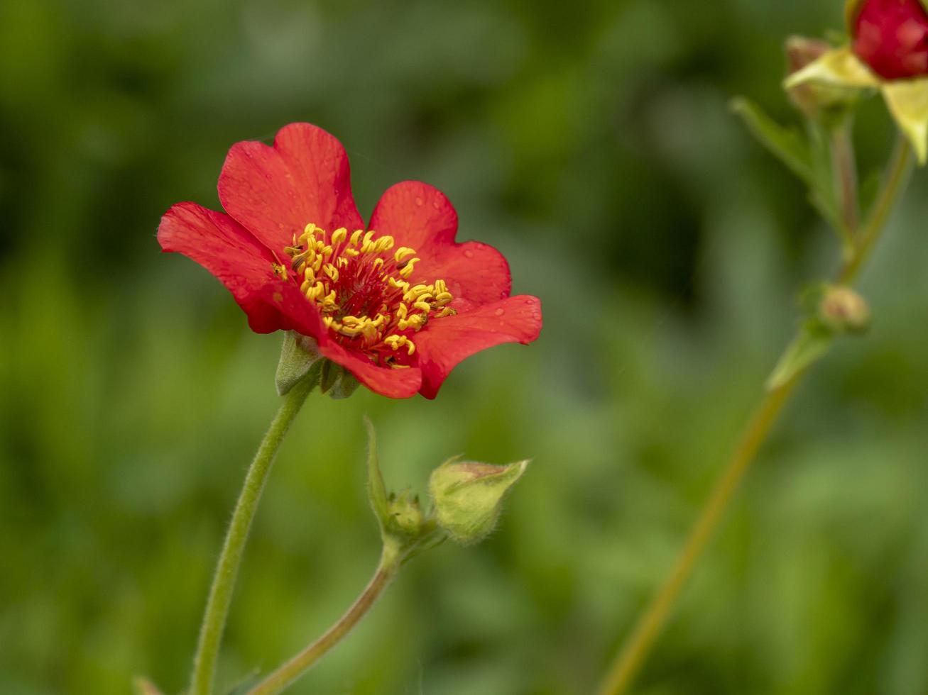 mooie oranje geum feuerball bloem in een tuin foto