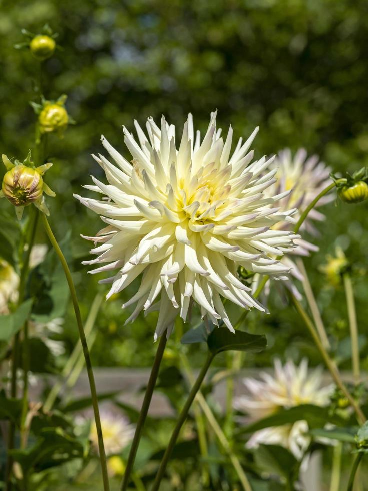 lichtgele cactusdahlia in een tuin foto