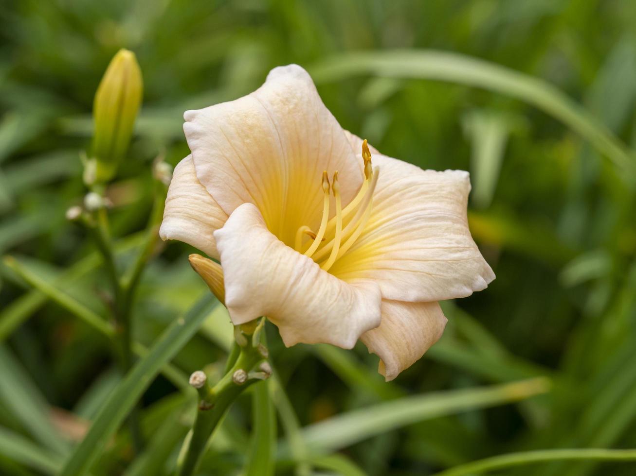 perzik hemerocallis daglelie bloem variëteit mini parel foto
