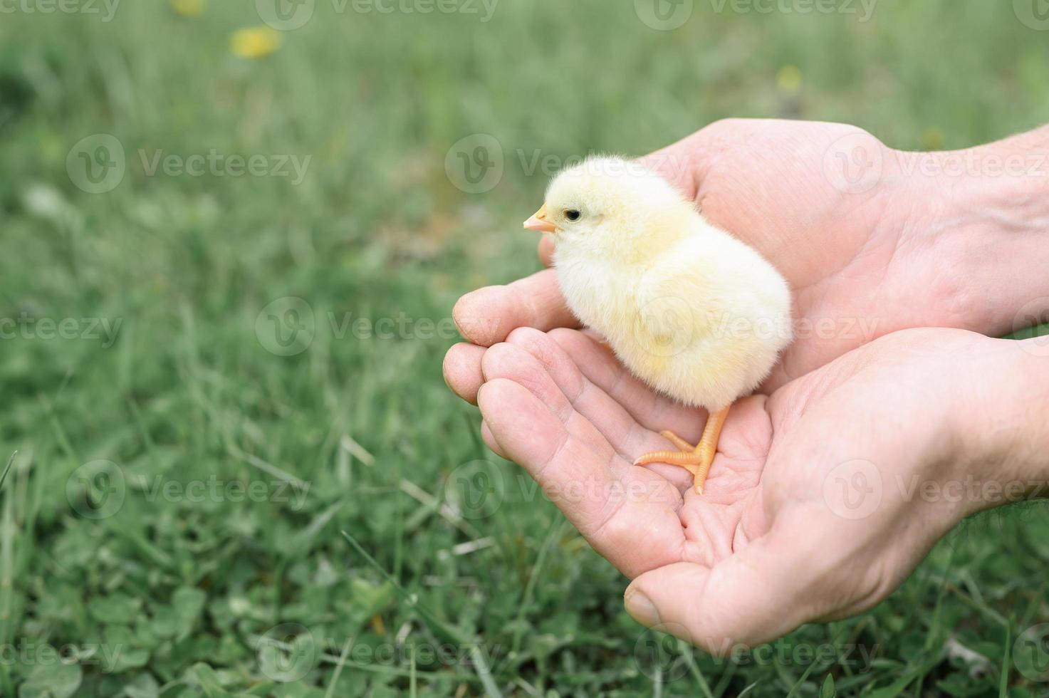 kuiken pasgeboren baby bedrijf volwassen man boer handen foto