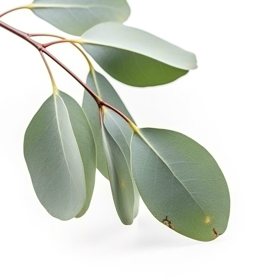 eucalyptus Afdeling geïsoleerd Aan wit achtergrond. vlak leggen, top visie. bloemen concept, genereren ai foto