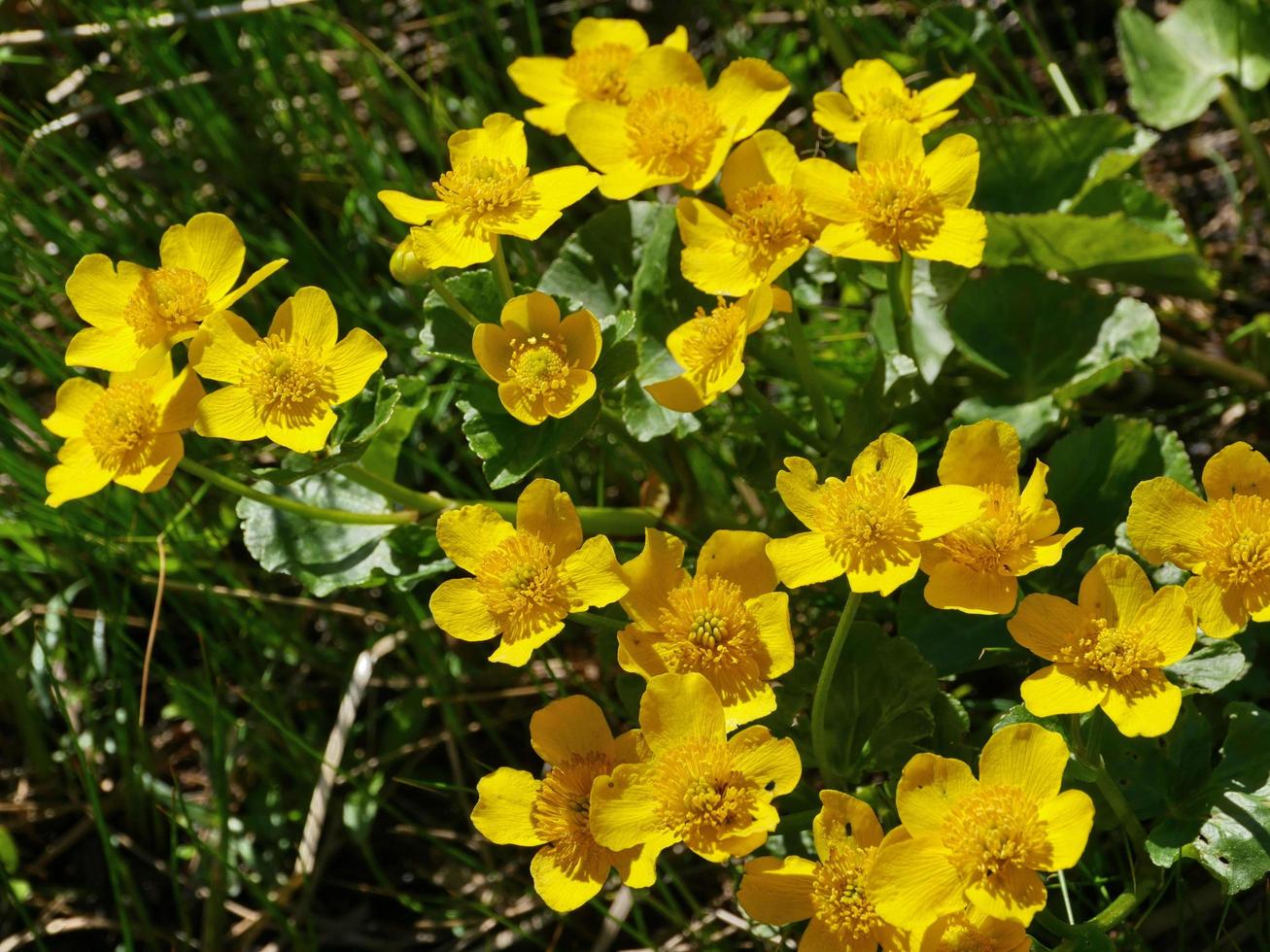 lente sleutelbloemen moeras foto