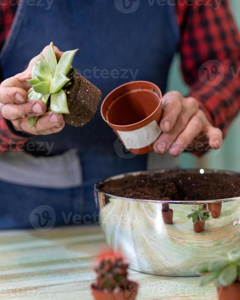 tuinman planten terraria met vetplanten cactussen maken foto