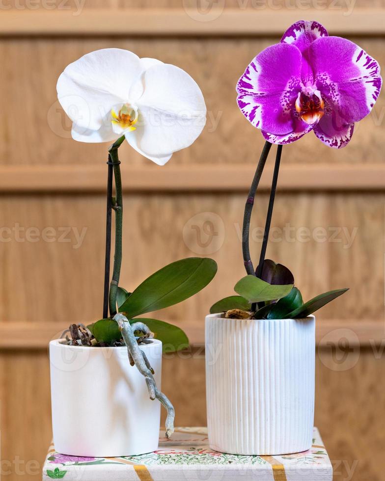 witte en roze phalaenopsis grote singolo orchidee foto