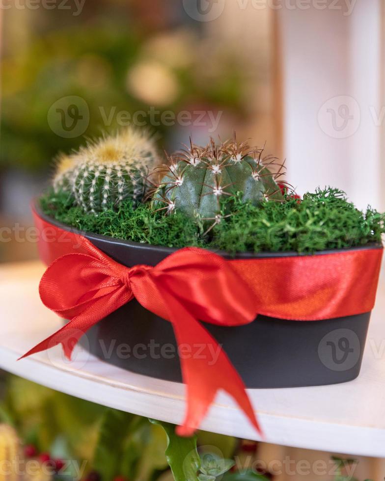 terrariumplant met sappige cactus in zwarte pot foto