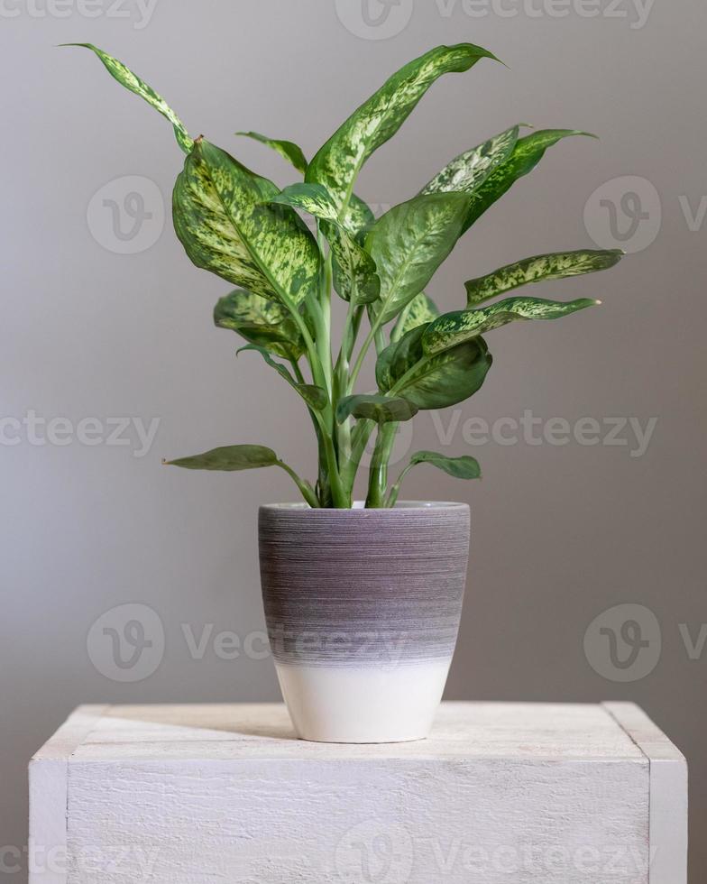 dieffenbachia domme stokken plant in zilveren pot foto