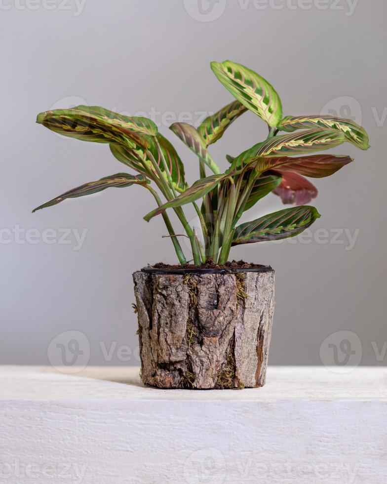 Maranta leuconeura gebedsplant in houten pot foto