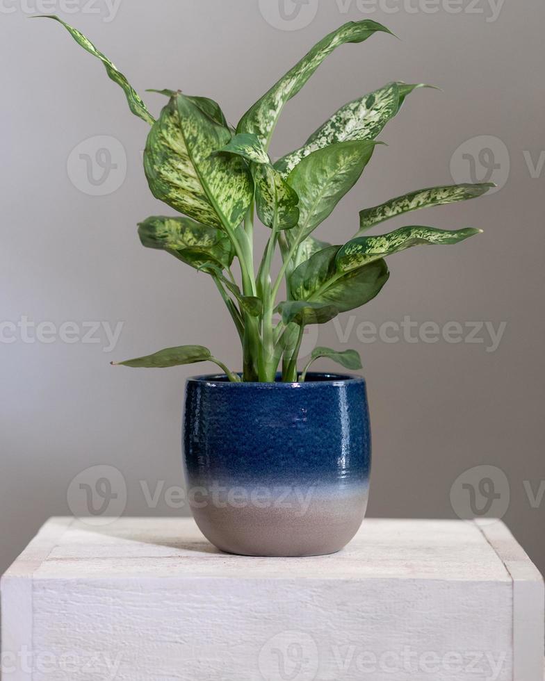 dieffenbachia domme stokken plant in blauwe pot foto