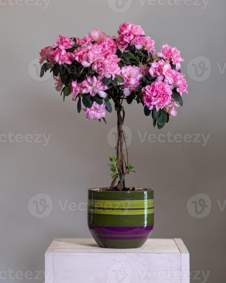 roze azalea vormsnoei in de kleurrijke pot foto