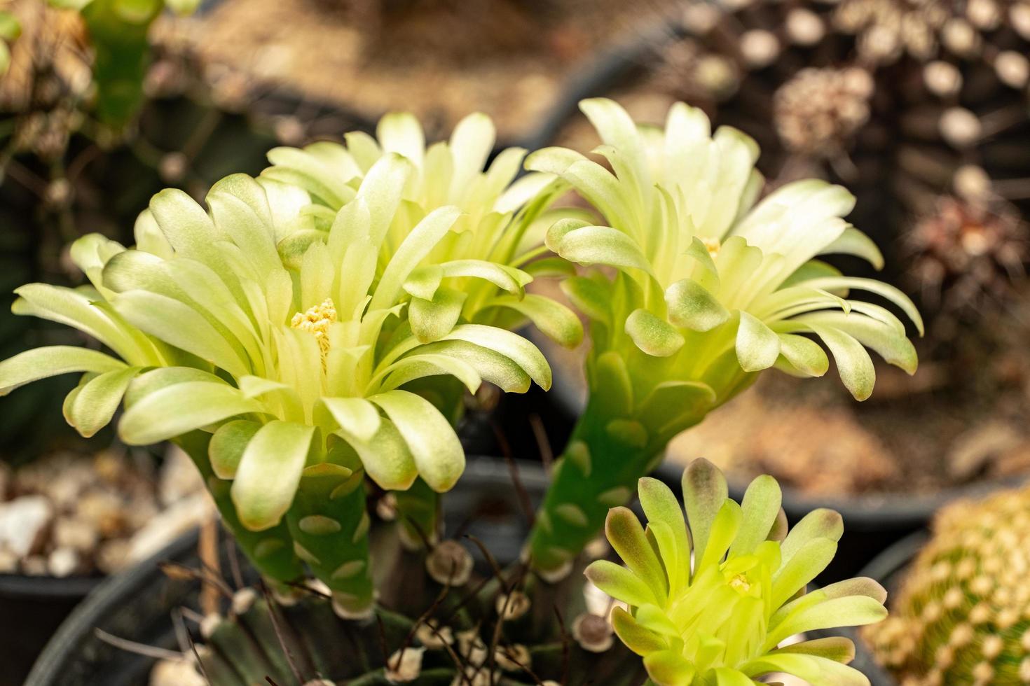 gymnocalycium mihanovichii bloemen foto