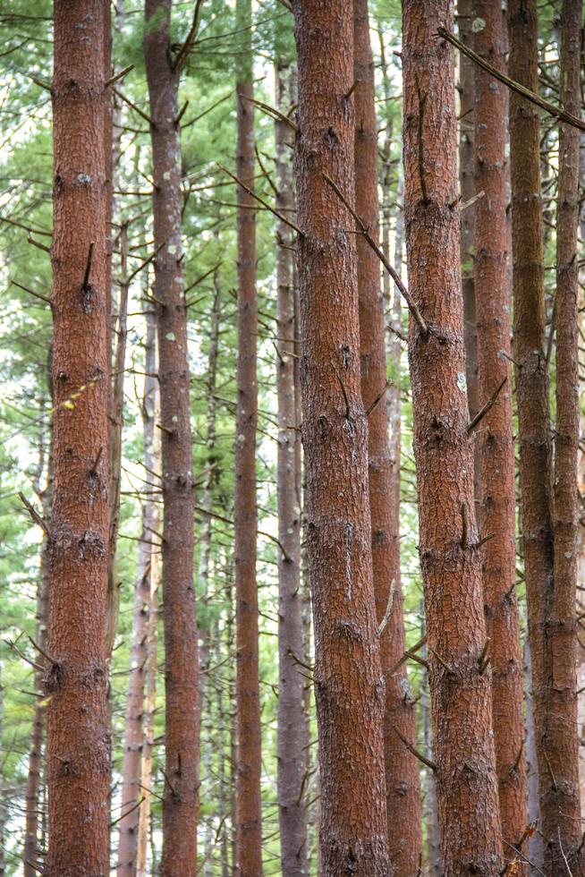 groene pijnbomen in het bos in het voorjaar foto