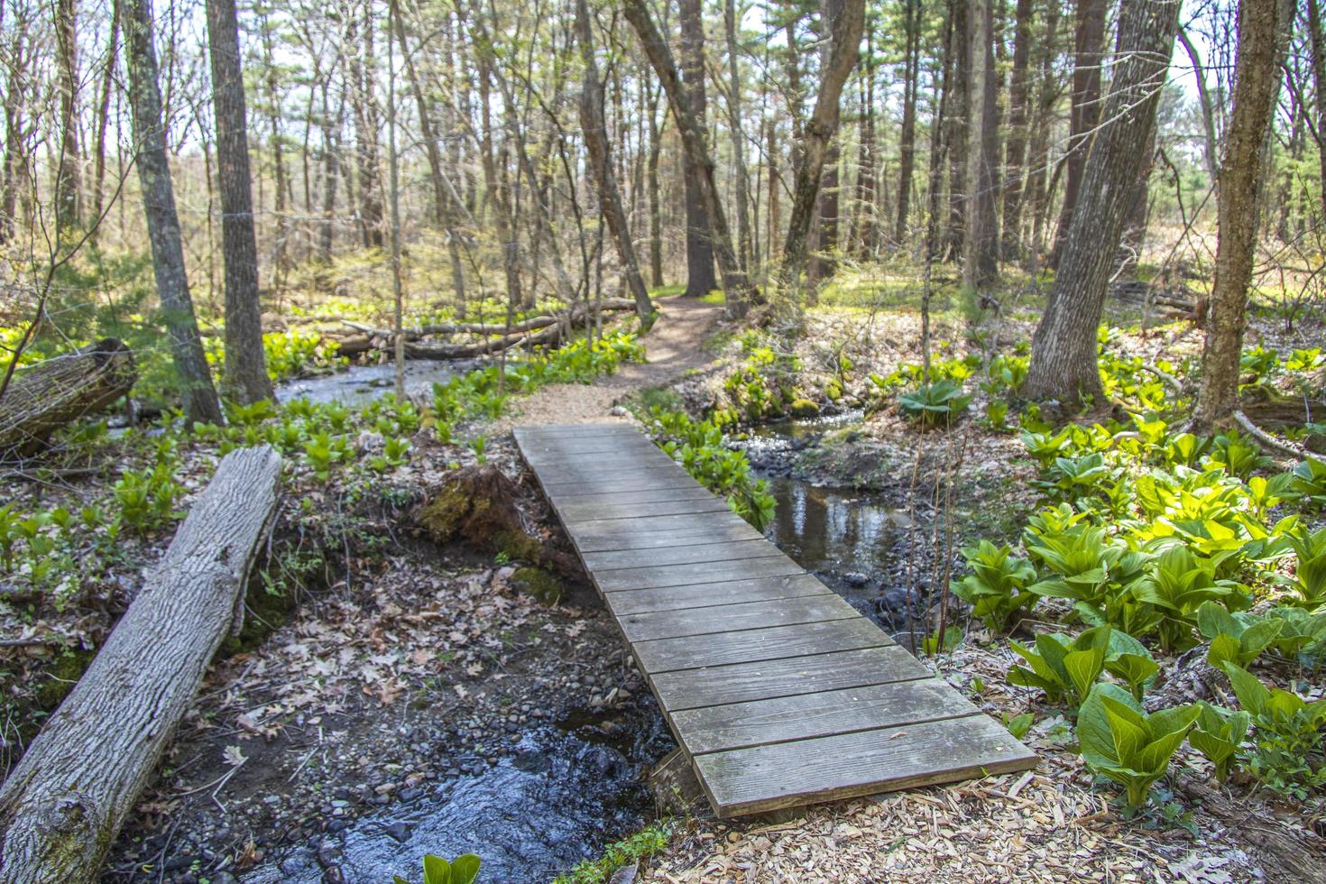 houten brug over een beek in het bos foto