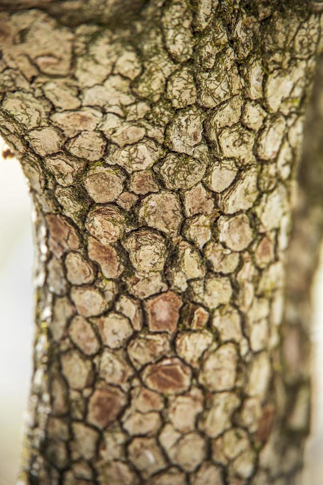 close-up van de textuur van de schors van een boom foto