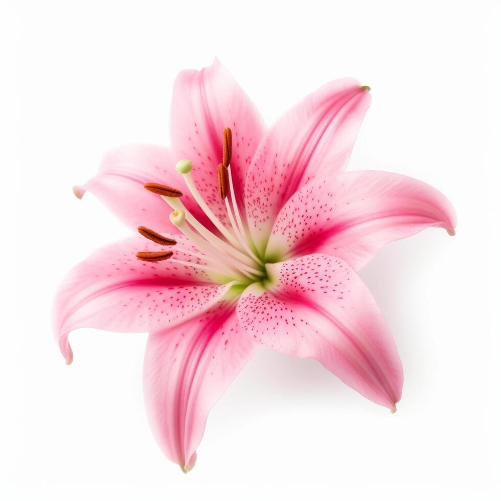 roze lilly bloem geïsoleerd. illustratie ai generatief foto