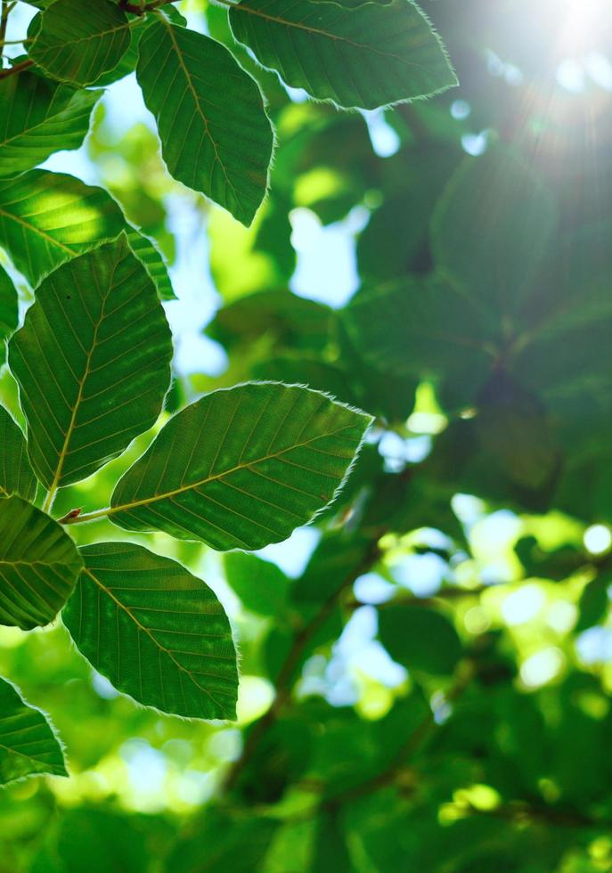 groene boom bladeren in de lente seizoen groene achtergrond foto