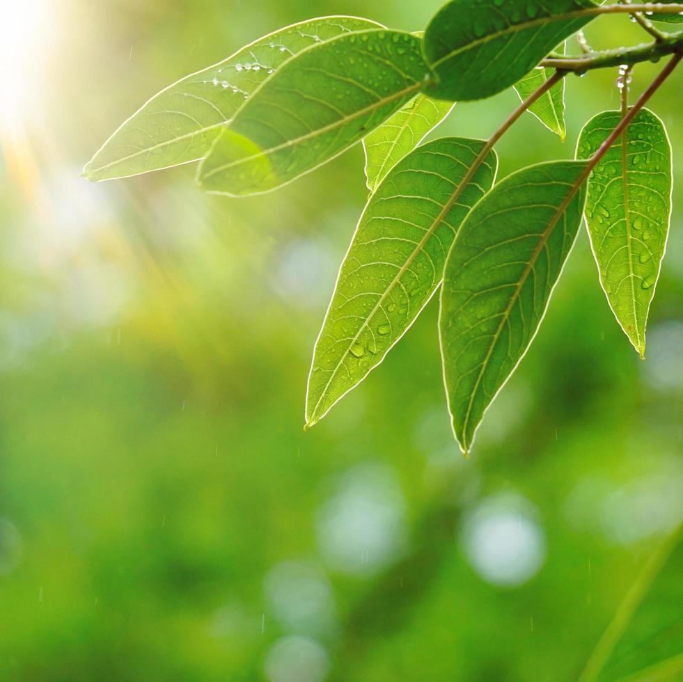 groene boombladeren in de natuur in de lente foto