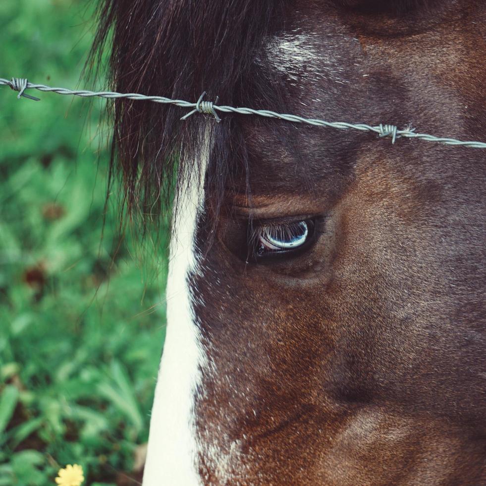 mooi bruin paard portret in de wei foto