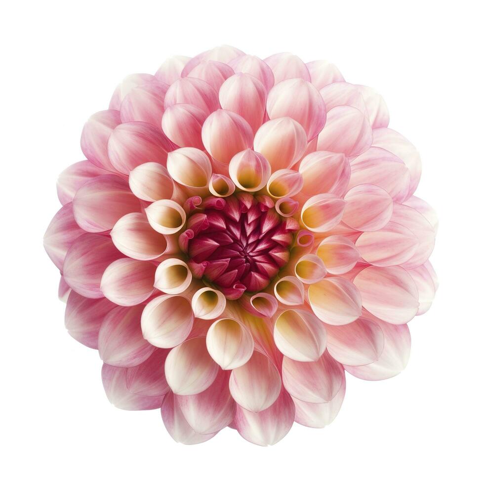 roze bloem dahlia Aan een wit achtergrond geïsoleerd met knipsel pad. detailopname. voor ontwerp. dahlia, genereren ai foto