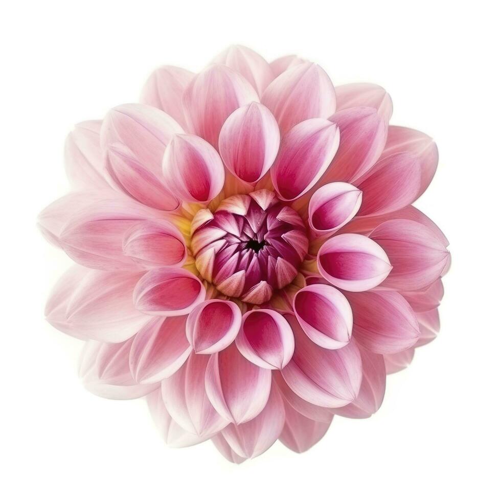 roze bloem dahlia Aan een wit achtergrond geïsoleerd met knipsel pad. detailopname. voor ontwerp. dahlia, genereren ai foto