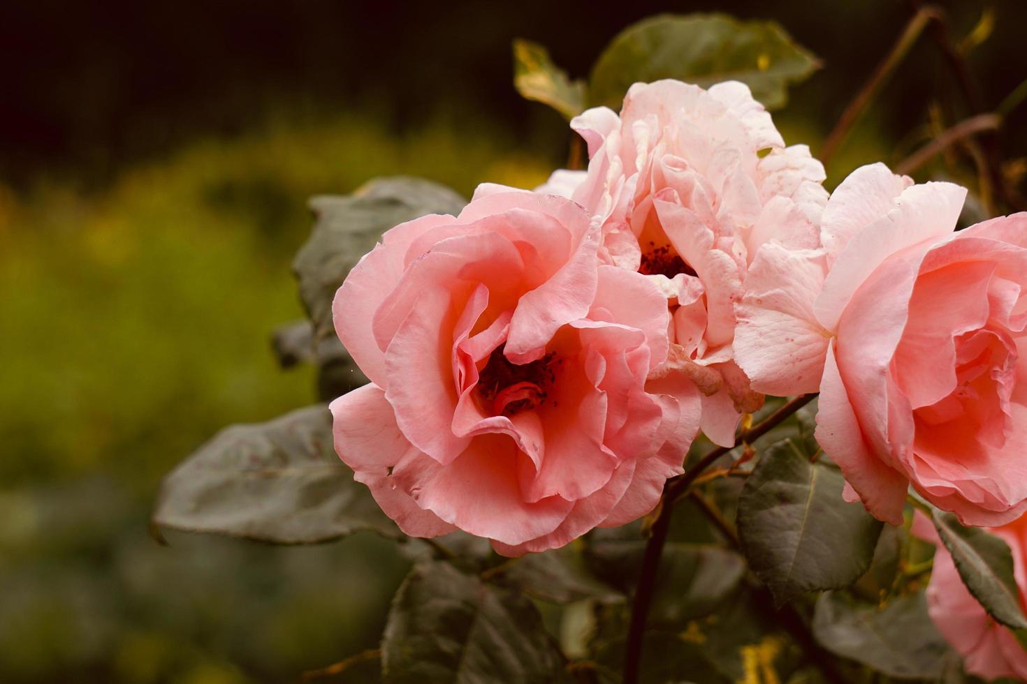 romantische roze roze bloem in de tuin in het voorjaar foto