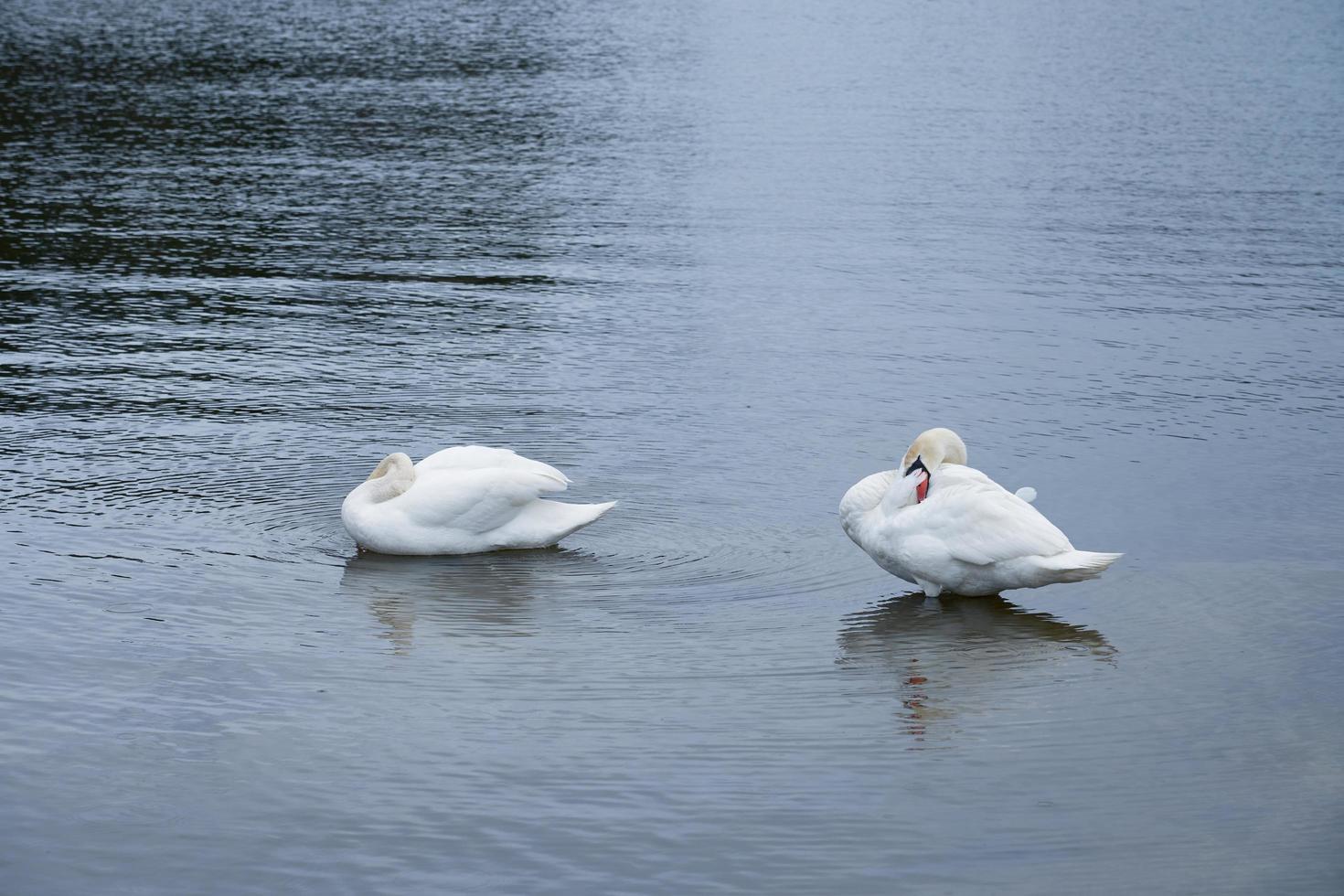 witte zwaanfamilie aan de Oostzeekust in finland foto