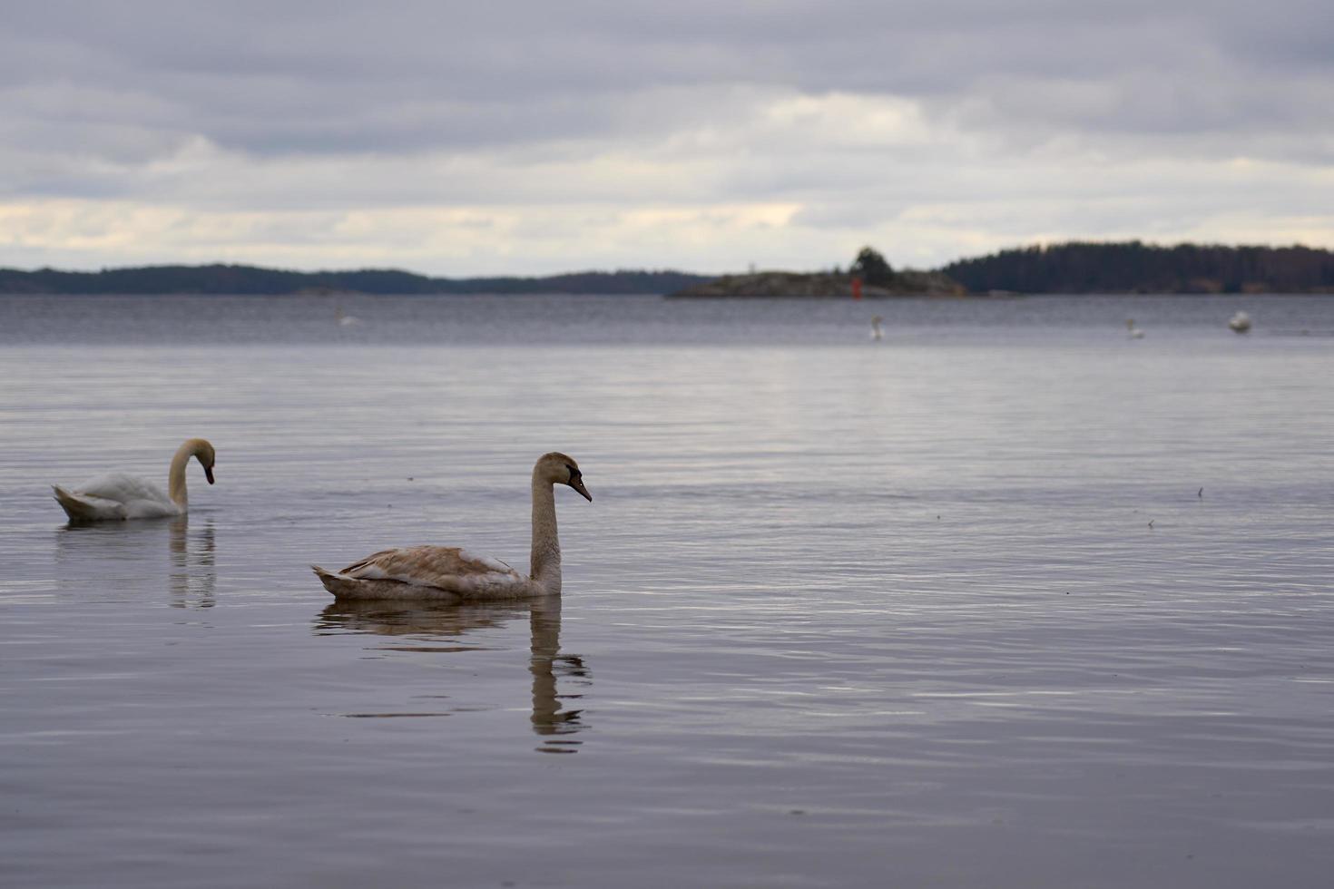 witte zwaanfamilie aan de Oostzeekust in finland foto