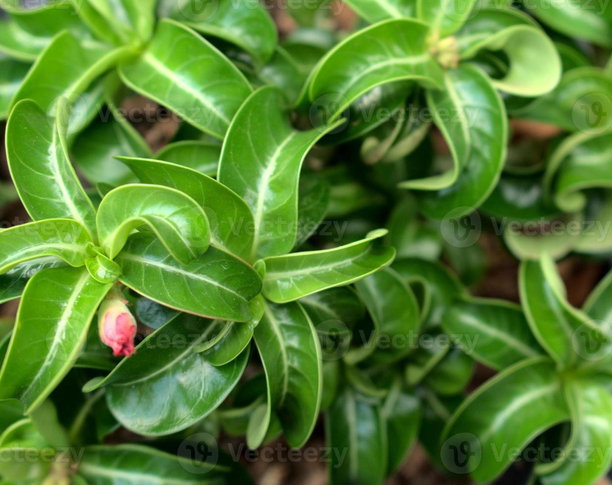 groene bladeren textuur achtergrond foto